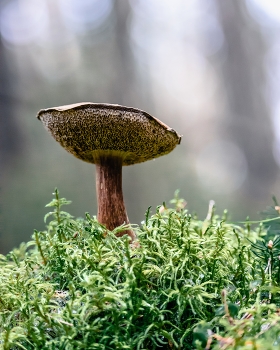 Im Wald / ***