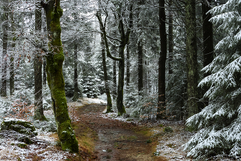 Thaw. / ***