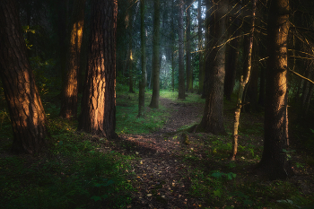 In forest / ***