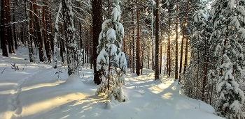 Morning in the forest / ***