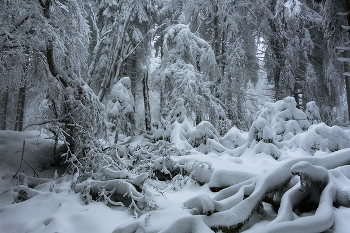The Winter's Tale. / ***