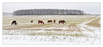 Der erste Schnee / ***