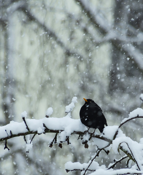 First snow / ***