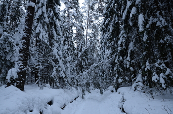  / taiga-4