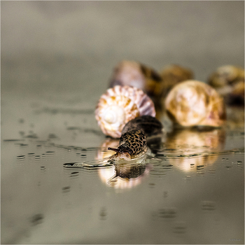 Thirst ... / ***