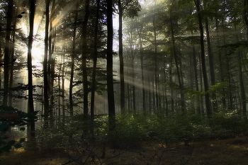 Sunny morning / ***