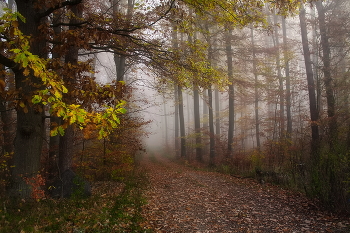 In the golden autumn / ***
