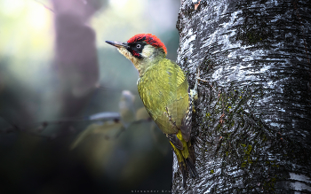 Birke / ***