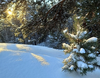 Christmas card / ***