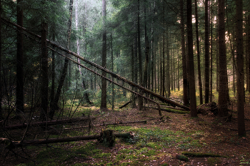 in the autumn forest / ***