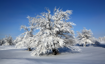 verschneite Winter / ***