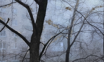 Foggy morning / ***
