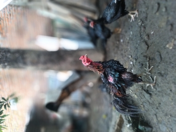 Unique feathered rooster / Unique feathered rooster walking