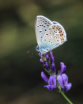 Kupfer-Schmetterling / ***