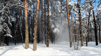 In a sunny forest / ***