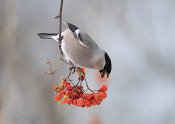 Bullfinch / .....