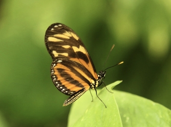 Zärtlichkeit der Natur / ***
