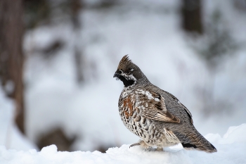grouse / ***