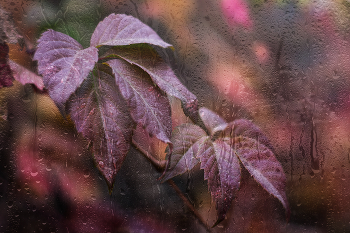 &nbsp; / autumn nature photo