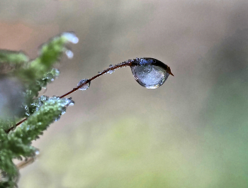 Gefrorenes / Ein Wassertropfen der über Nacht zu Eis gfroren ist