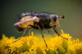 Fliegen / ***
