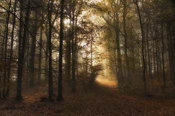 Last leaves / ***