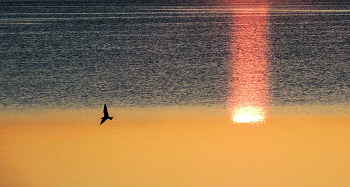 Sunrise / ***