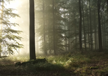 Sunny morning / ***