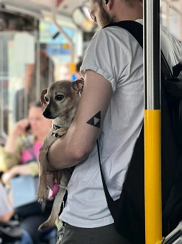&nbsp; / ***