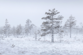 &quot;Winter Mist&quot; / ***