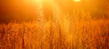 Bei Sonnenuntergang / ***