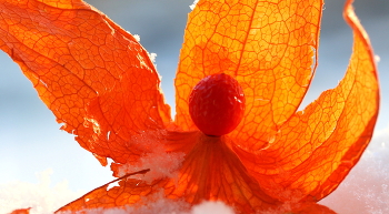 Physalis / ***