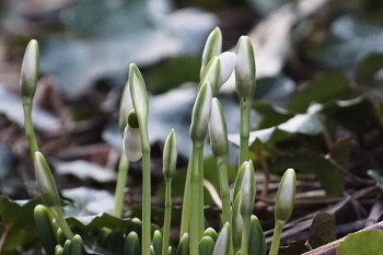 Snowdrops / ***