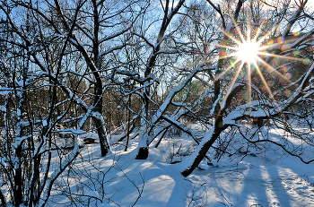 Frost and sun - a wonderful day! / ***