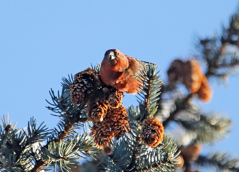 Crossbill / ***