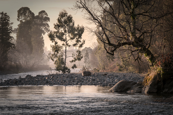 Trees In Chakvistskali River / ***