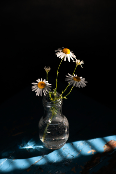 Daisies / ***