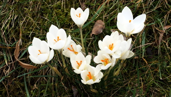 Crocuses / ***