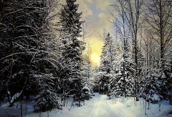 In forest / ---------