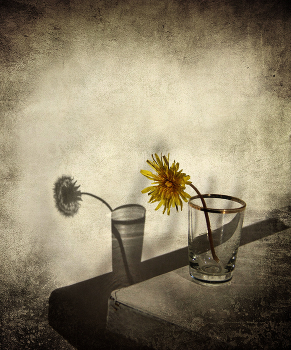 metamorphosis / ***