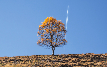 Herbst Flug / ***