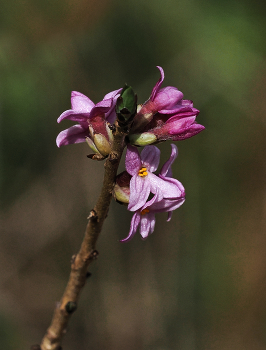  / Seidelbast (Daphne mezereum) eine der ersten Pflanzen die im Frühjahr Blüten Tragen