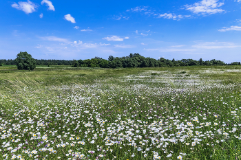 Russian field / ***