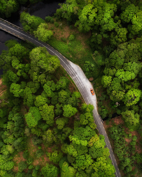 ...among broccoli's... / ...scenic Erriff woods from above, Mayo, Ireland