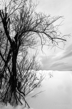 Tree / ***