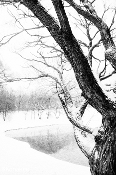 Baum / ***