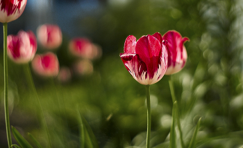 &nbsp; / ++++++++++++++++++++++