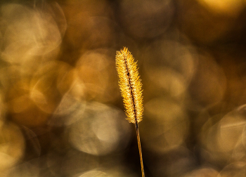 goldhalm / Grashalm im Gegenlicht
