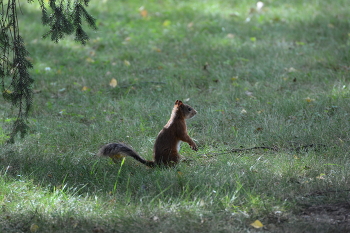 Squirrel / ***