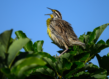 Eastern Meadowlark / Eastern Meadowlark